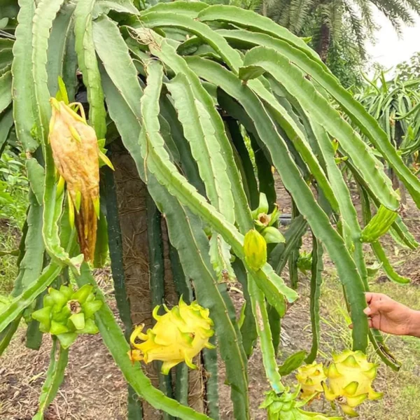Yellow Dragon Fruit Organic Fruit Plant - Image 2