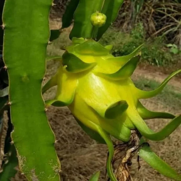 Yellow Dragon Fruit Organic Fruit Plant - Image 3