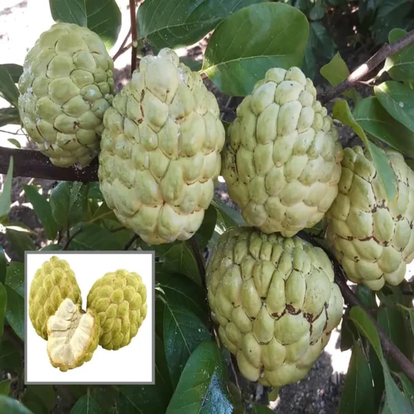 Super Golden Custard Apple Grafted Fruit live Plant