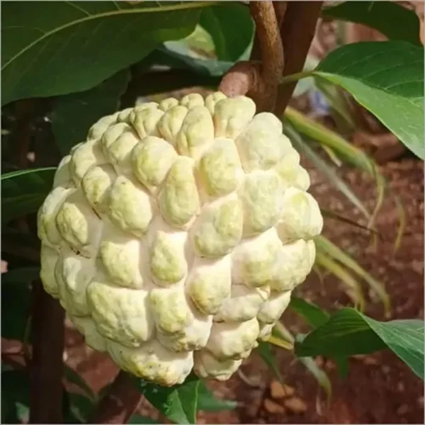 Super Golden Custard Apple Grafted Fruit live Plant - Image 2