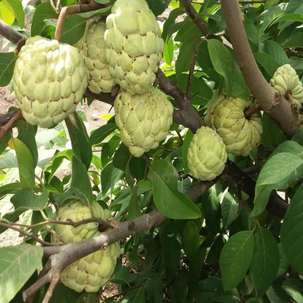 Super Golden Custard Apple Grafted Fruit live Plant - Image 3
