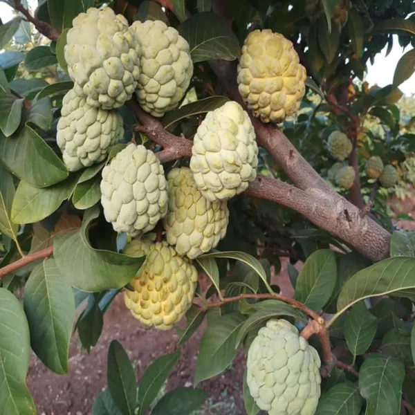 Super Golden Custard Apple Grafted Fruit live Plant - Image 4