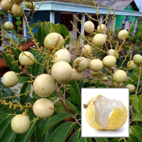 Snow White Dra on E e Lon an Grafted Fruit Live Plant