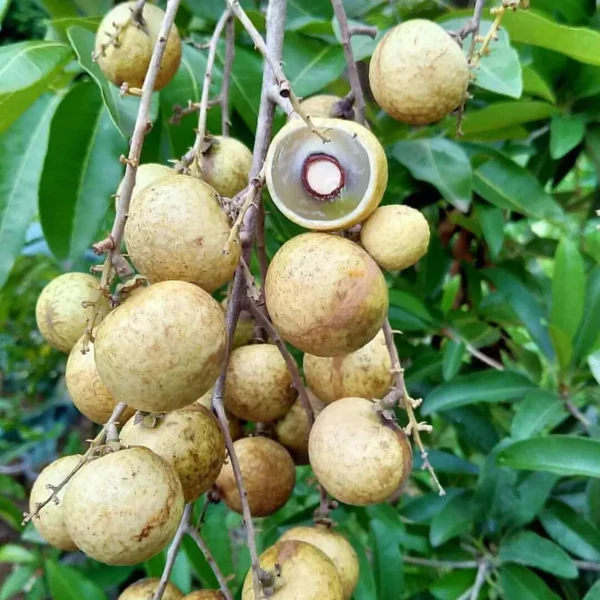 Snow White Dra on E e Lon an Grafted Fruit Live Plant - Image 3