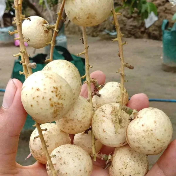 Snow White Dra on E e Lon an Grafted Fruit Live Plant - Image 4