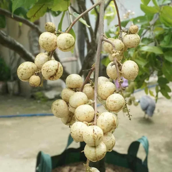 Snow White Dra on E e Lon an Grafted Fruit Live Plant - Image 5