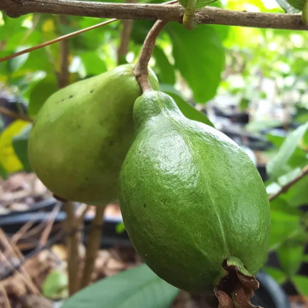 Mexican Cream Guava Amrood Layering/Grafted Fruit Live Plant - Image 4