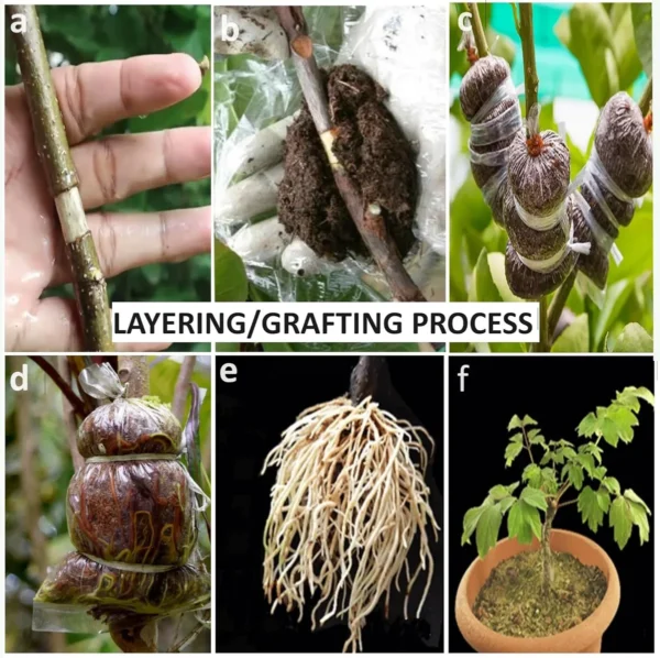 Mexican Cream Guava Amrood Layering/Grafted Fruit Live Plant - Image 6