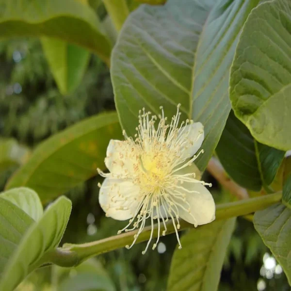 Mexican Cream Guava Amrood Layering/Grafted Fruit Live Plant - Image 5
