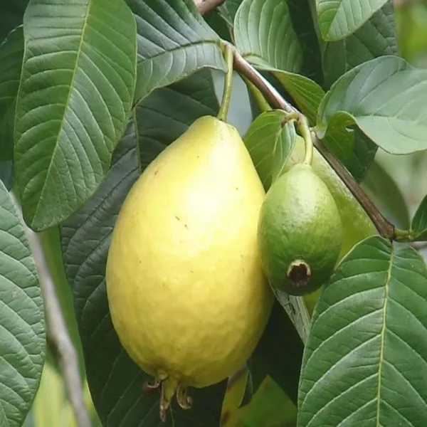 Mexican Cream Guava Amrood Layering/Grafted Fruit Live Plant - Image 2