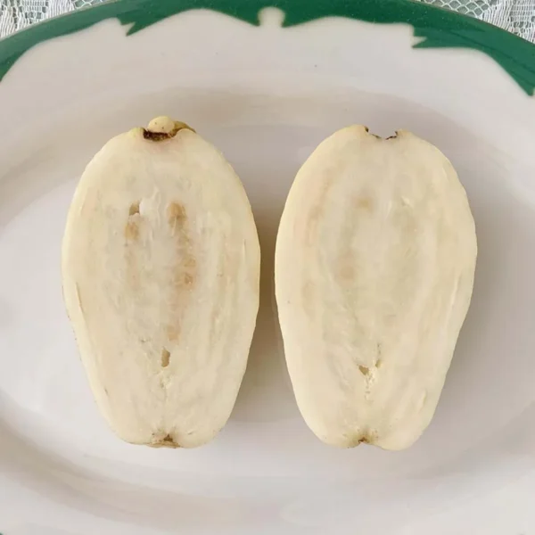 Mexican Cream Guava Amrood Layering/Grafted Fruit Live Plant - Image 3