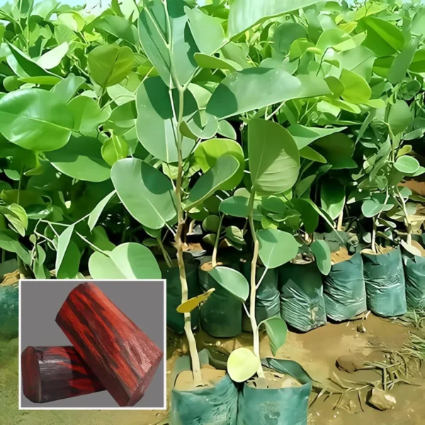 Red Sandalwood Chandan Avenue Live Plant