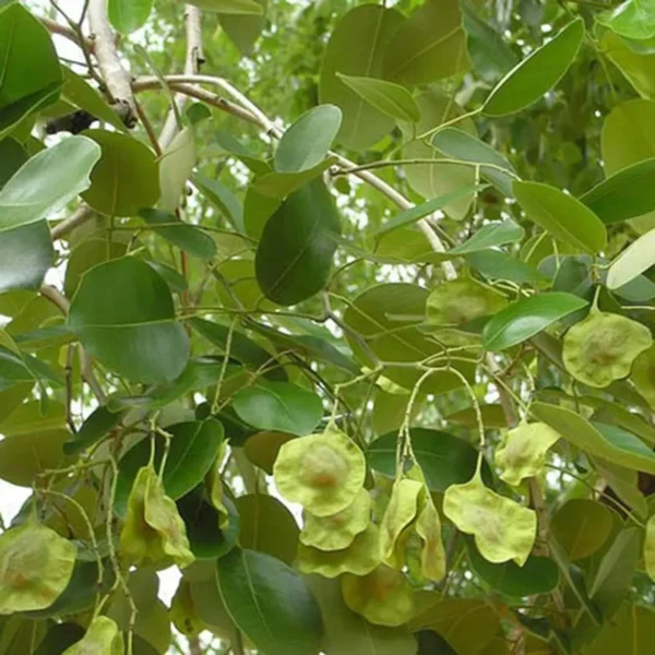 Red Sandalwood Chandan Avenue Live Plant - Image 3