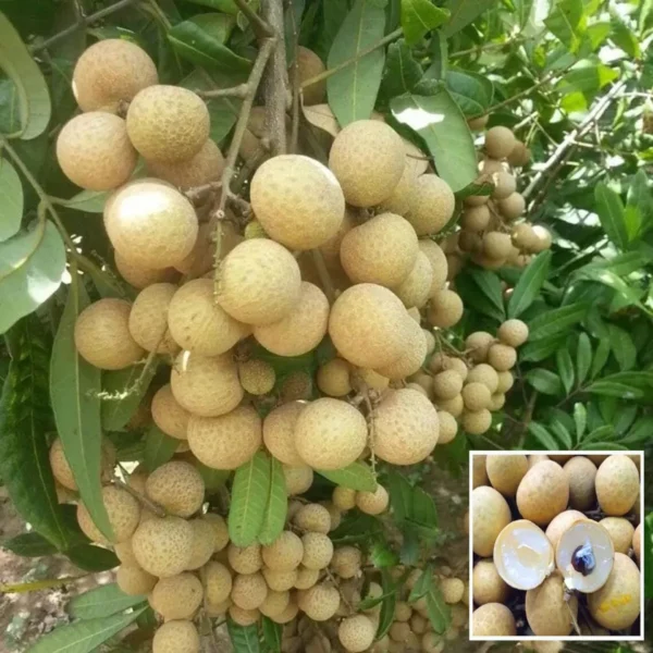 Daw Dragon Eye Longan Grafted Fruit Live Plant