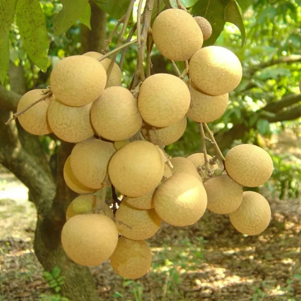 Daw Dragon Eye Longan Grafted Fruit Live Plant - Image 5