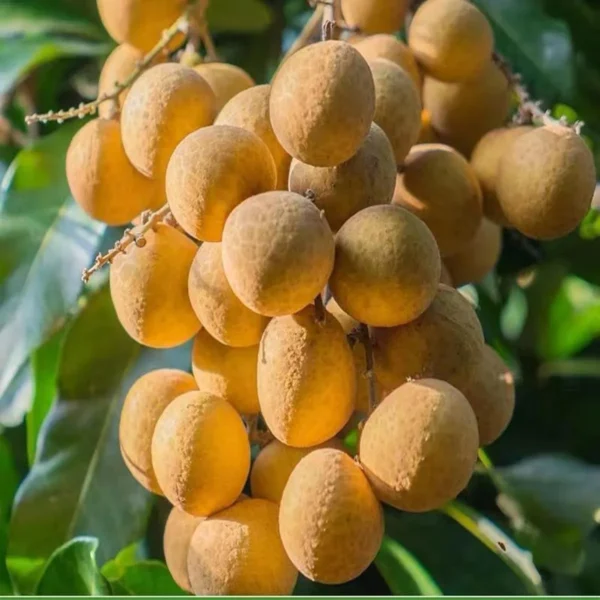 Daw Dragon Eye Longan Grafted Fruit Live Plant - Image 2