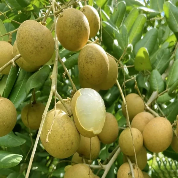 Daw Dragon Eye Longan Grafted Fruit Live Plant - Image 4