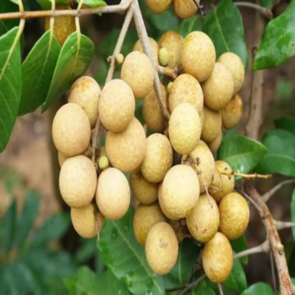 Daw Dragon Eye Longan Grafted Fruit Live Plant - Image 3