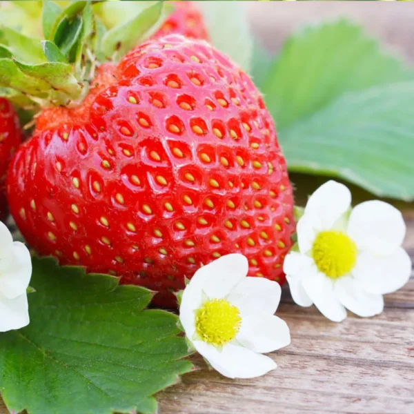 Strawberry Organic Fruit Plant - Image 3