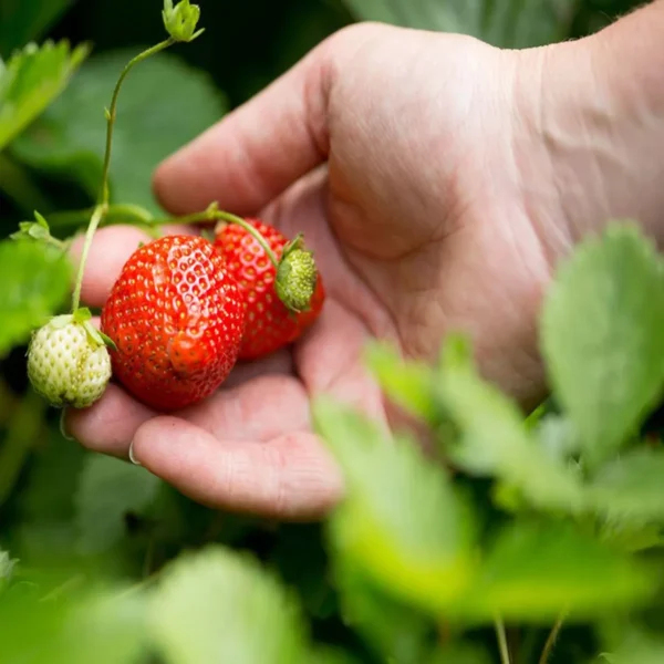 Strawberry Organic Fruit Plant - Image 2