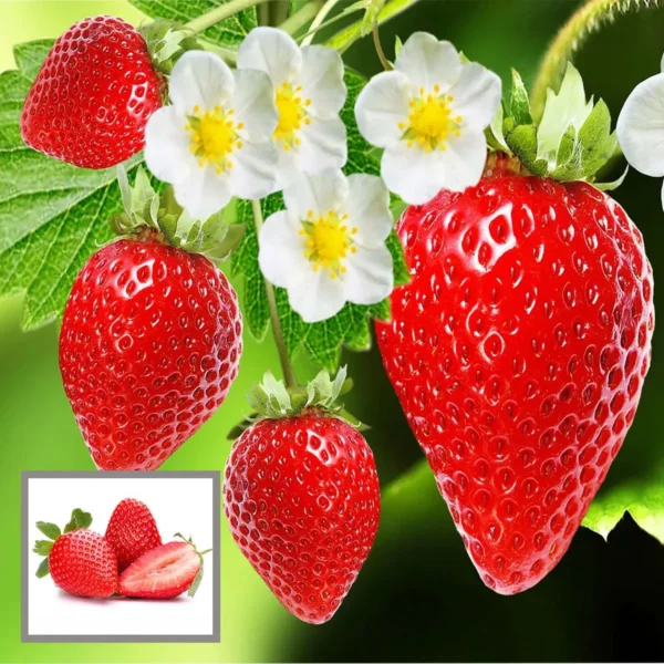 Strawberry Organic Fruit Plant