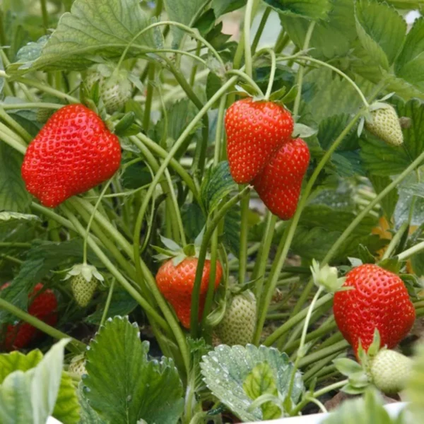 Strawberry Organic Fruit Plant - Image 4