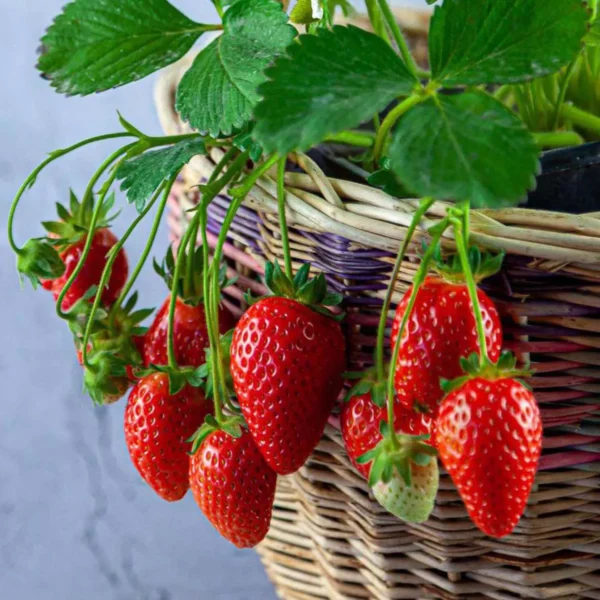Strawberry Organic Fruit Plant - Image 5