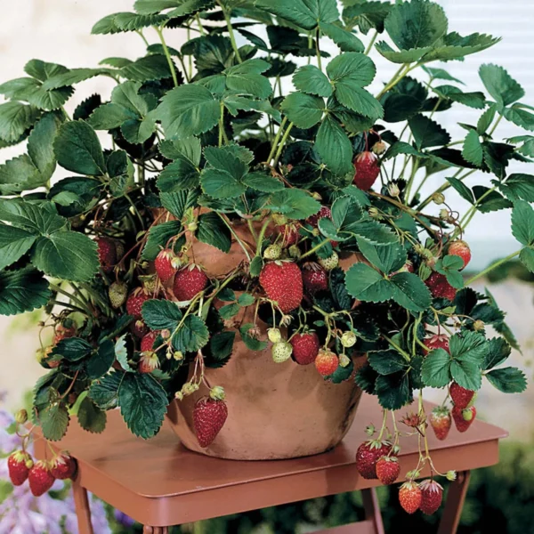 Strawberry Organic Fruit Plant - Image 6