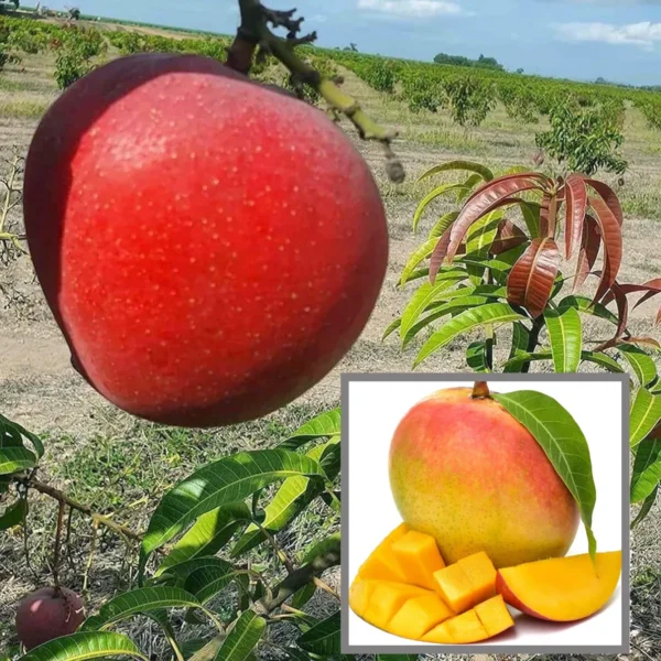 Apple Mango Aam Grafted Live Plant