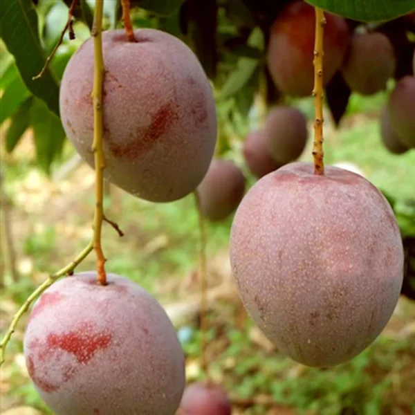 Apple Mango Aam Grafted Live Plant - Image 3