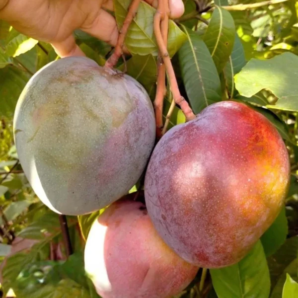 Apple Mango Aam Grafted Live Plant - Image 4