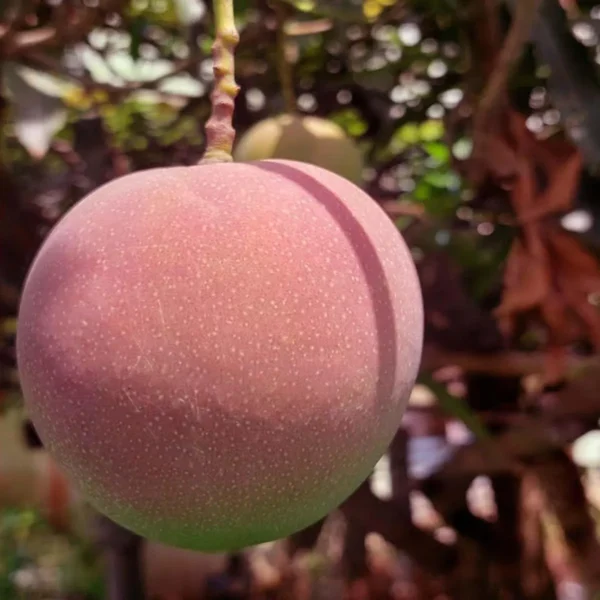 Apple Mango Aam Grafted Live Plant - Image 2