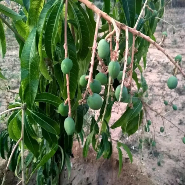 Kothapalli Kobbari Mango Aam Grafted Fruit Live Plant - Image 4