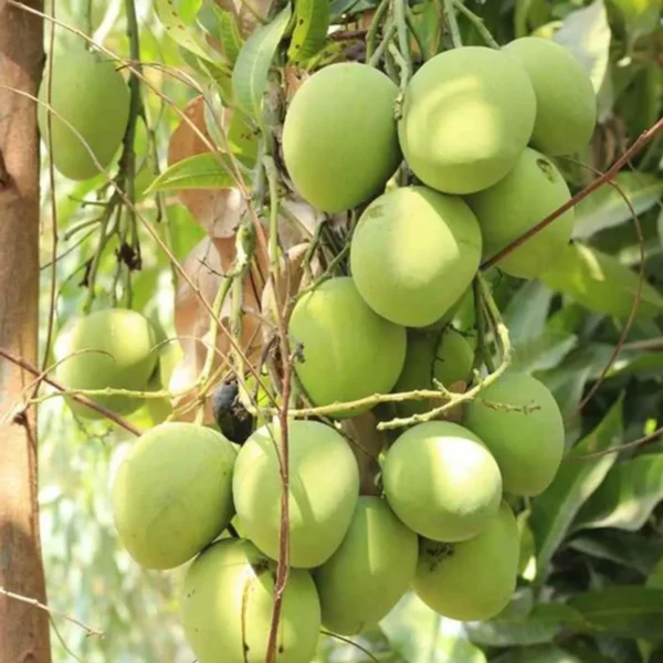 Kothapalli Kobbari Mango Aam Grafted Fruit Live Plant - Image 2