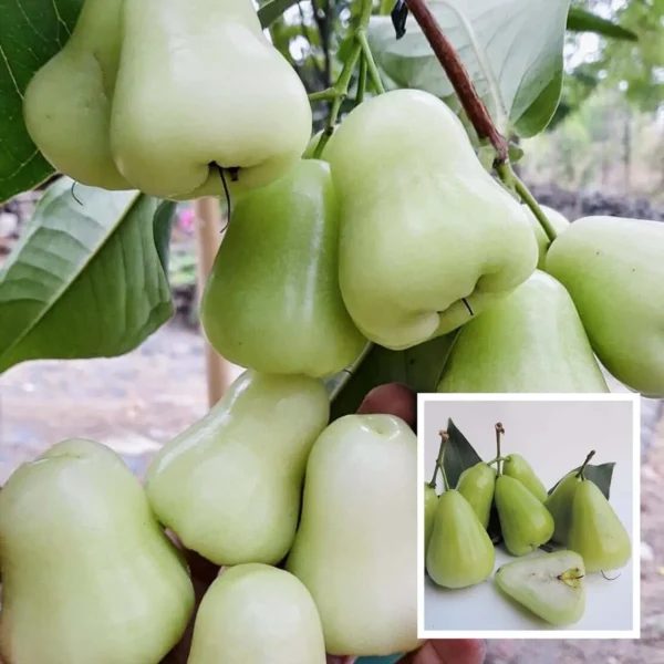 Thai All Time Wax Apple Water Apple Java Apple Jamrul Chamba Layering/Grafted Fruit Live Plant