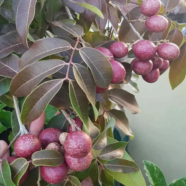 Ruby Red Plus Dragon Eye Longan Grafted Fruit Live Plant - Image 3