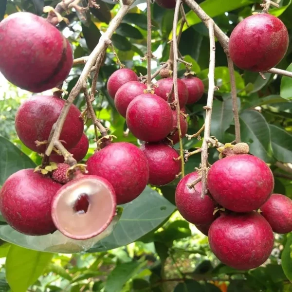 Ruby Red Plus Dragon Eye Longan Grafted Fruit Live Plant - Image 4
