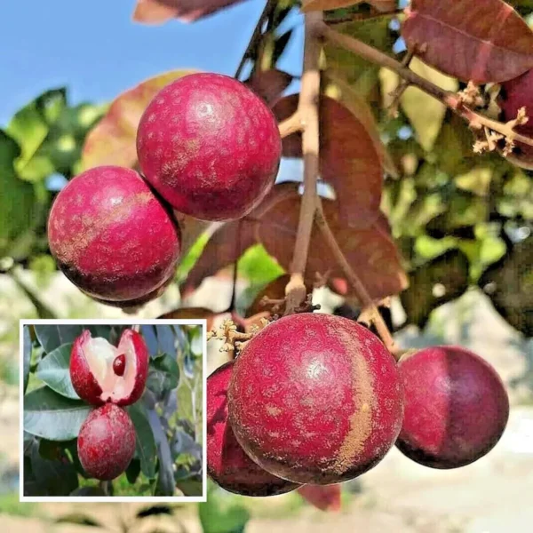 Ruby Red Plus Dragon Eye Longan Grafted Fruit Live Plant