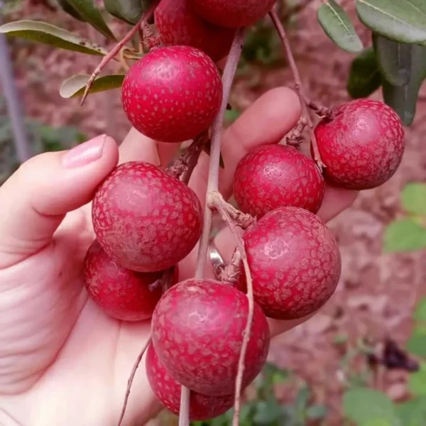 Ruby Red Plus Dragon Eye Longan Grafted Fruit Live Plant - Image 5