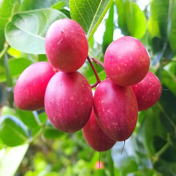Karonda Carissa Carandas Cherry Cherries, Koromcha Live Plant - Image 4