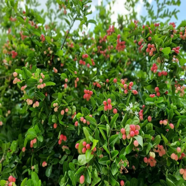 Karonda Carissa Carandas Cherry Cherries, Koromcha Live Plant - Image 6