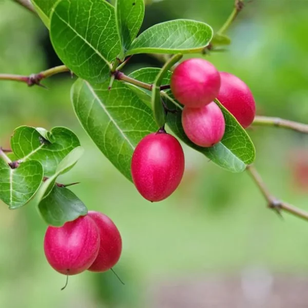 Karonda Carissa Carandas Cherry Cherries, Koromcha Live Plant - Image 5