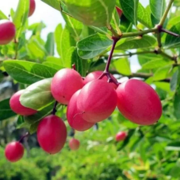 Karonda Carissa Carandas Cherry Cherries, Koromcha Live Plant - Image 2
