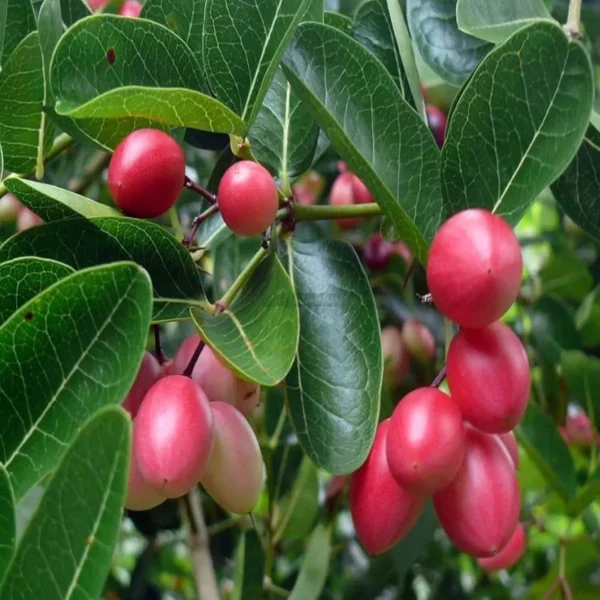 Karonda Carissa Carandas Cherry Cherries, Koromcha Live Plant - Image 3