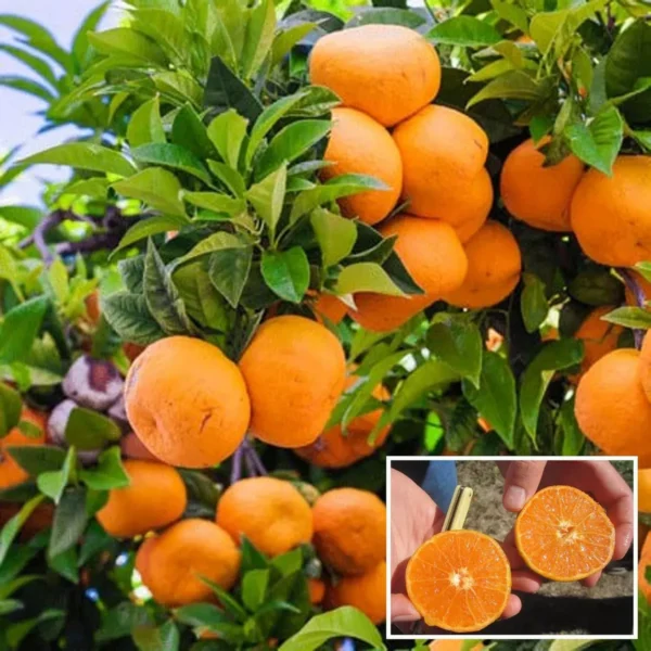 Honey Murcott Orange Santra Grafted Fruit Live Plant