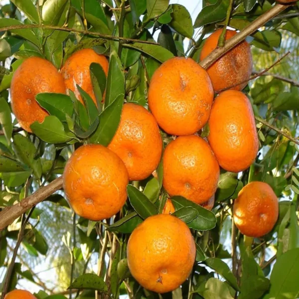 Honey Murcott Orange Santra Grafted Fruit Live Plant - Image 2