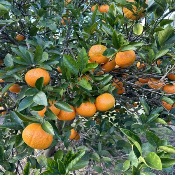 Honey Murcott Orange Santra Grafted Fruit Live Plant - Image 3