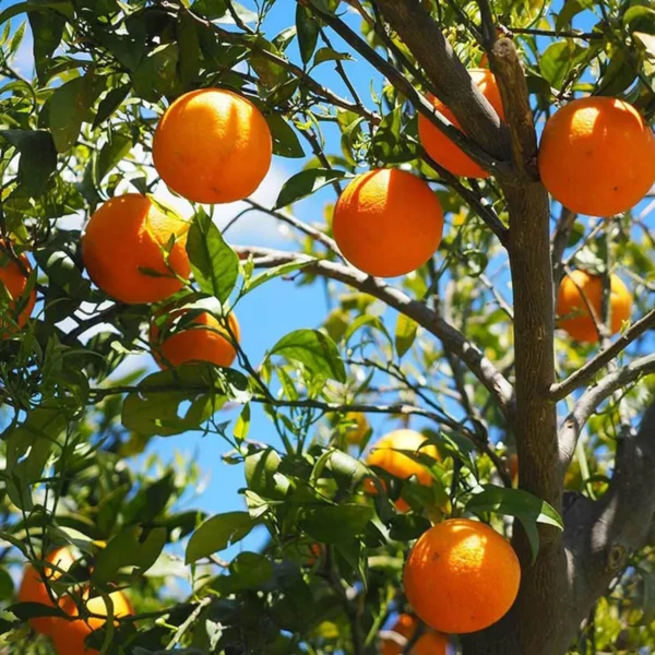 Honey Murcott Orange Santra Grafted Fruit Live Plant - Image 4