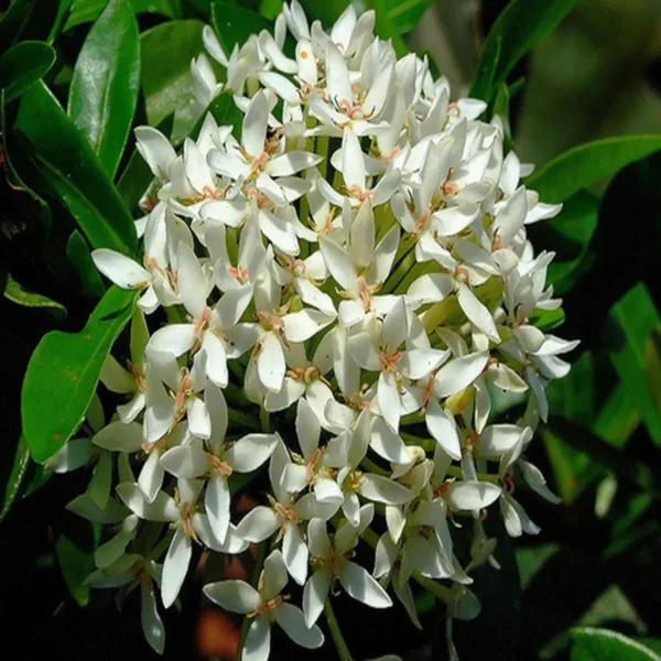 White Colour Ixora Rukmini Rangan Flower Shrubs Live Plant - Image 4