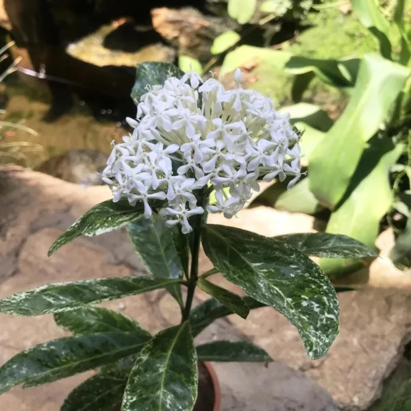 White Colour Ixora Rukmini Rangan Flower Shrubs Live Plant - Image 2